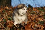 ALASKAN MALAMUTE 587